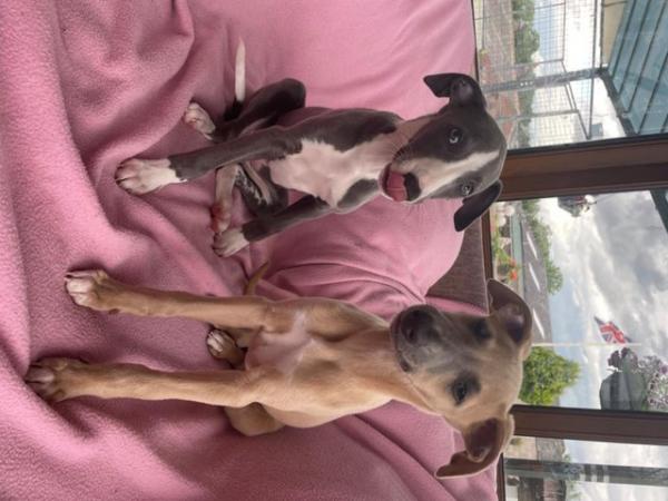 Image 13 of Beautiful whippet puppies