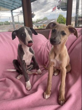 Image 8 of Beautiful whippet puppies
