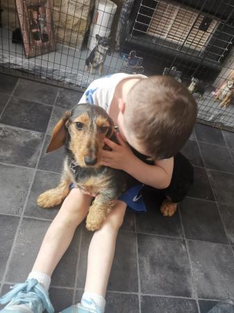 Image 9 of I have a stunning female dachshund for sale.