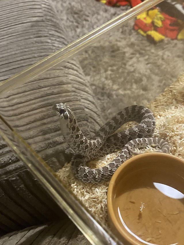 Preview of the first image of western hognose snake, axanthic(possible lilac bloodline).