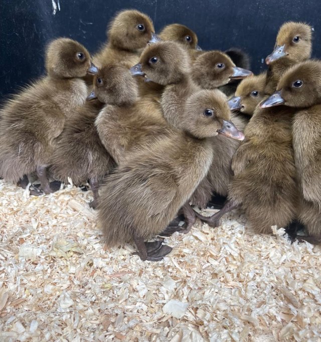 Preview of the first image of KHAKI CAMPBELL sexed DUCKLINGS.