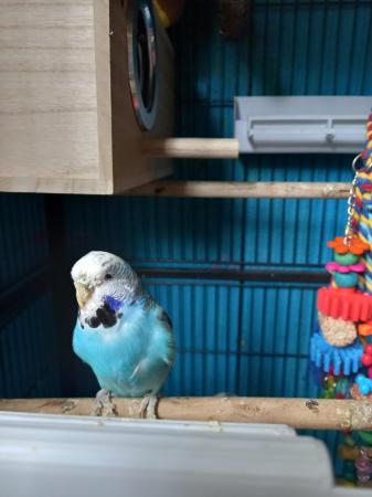 Image 5 of 2 budgies for sale, 1 male 1 female