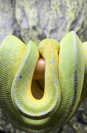 Image 2 of Green Tree Python (Blue Line) CB20 from Kent’s Chondro’s