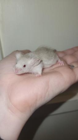 Image 9 of Ready now, beautiful baby mice £2.50 great pets