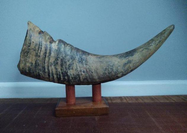 Image 2 of Large Vintage Mounted Buffalo Horn
