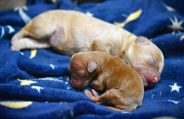 Image 5 of Cavapoo Puppies-Licenced Breeder-Health Tested Parents