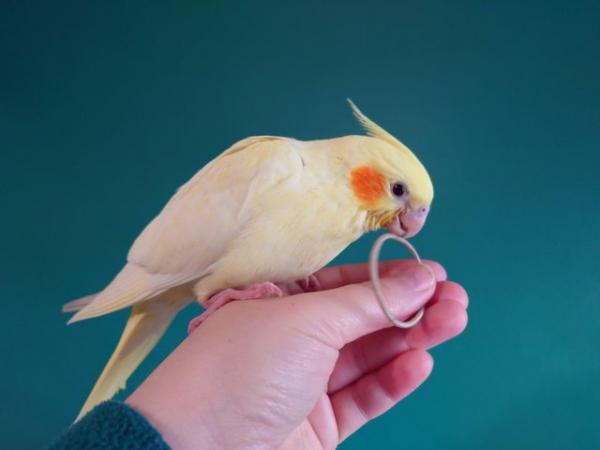 Image 5 of Hand reared silly tame female baby cockatiel for reservation