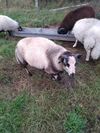 Image 2 of Cross bred ram lambs for sale