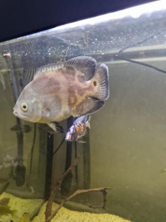 Image 5 of Albino Oscar fish with tank