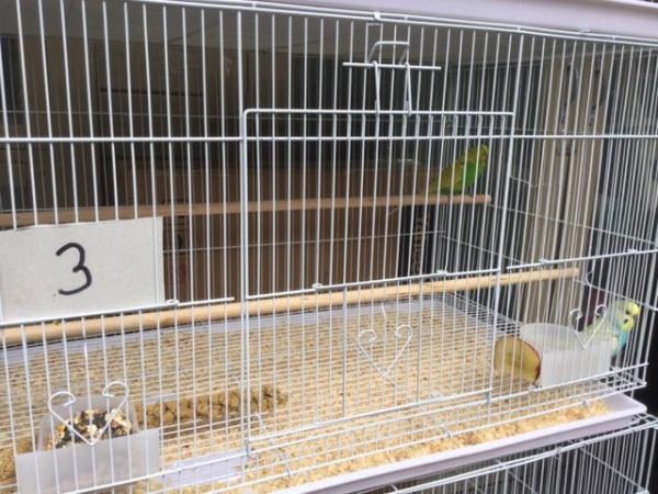 Image 5 of Pair of Budgies for sale