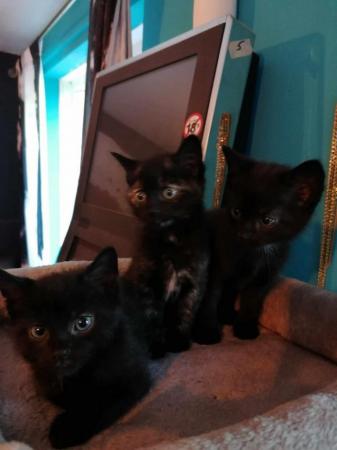 Image 2 of Lovely kittens for sale ready for loving homes