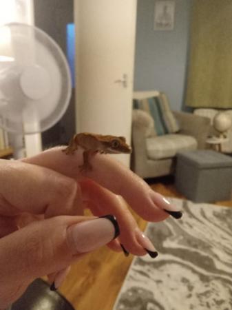Image 3 of Baby crested gecko 3 months old