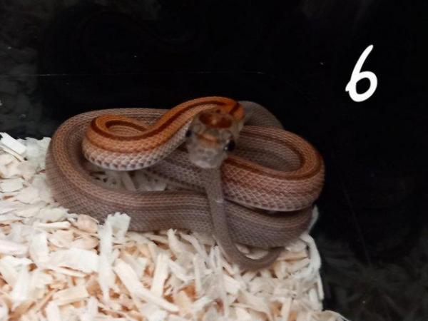 Image 3 of Lavender corn snake clutch with multiple hets