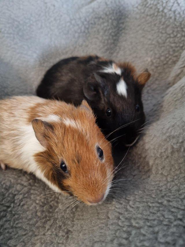 Preview of the first image of Baby girl guinea pigs ready 1st march.