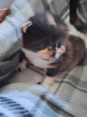 Image 3 of Beautiful calico female kitten