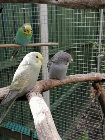 Image 4 of Young budgies, budgerigars, easily hand tamed