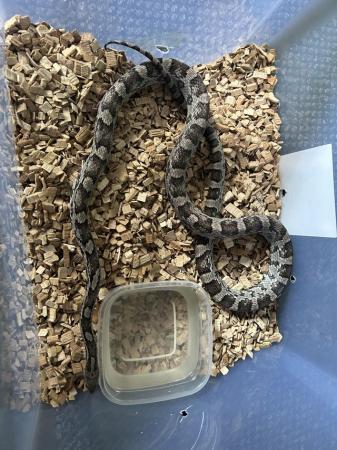 Image 1 of Male Corn snake for sale