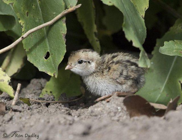 Preview of the first image of Wanted California quail chicks.