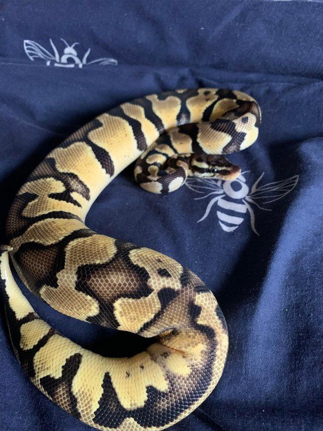 Preview of the first image of Female pastel het pied ball python.
