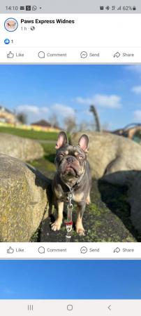 Image 3 of French bulldog needs a new home, without children