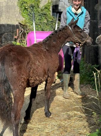 Image 4 of Pretty yearling gelding. Dinky Dartmoor hill pony