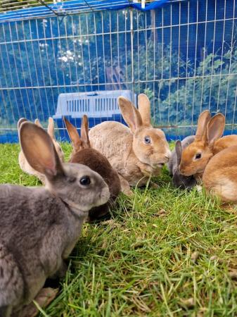 Image 5 of 4 Mini rex rabbits left looking for their forever homes