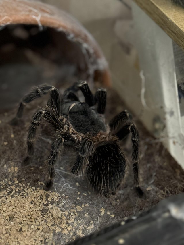 Preview of the first image of Salmon pink Birdeater  Lasiodora Parahybana.