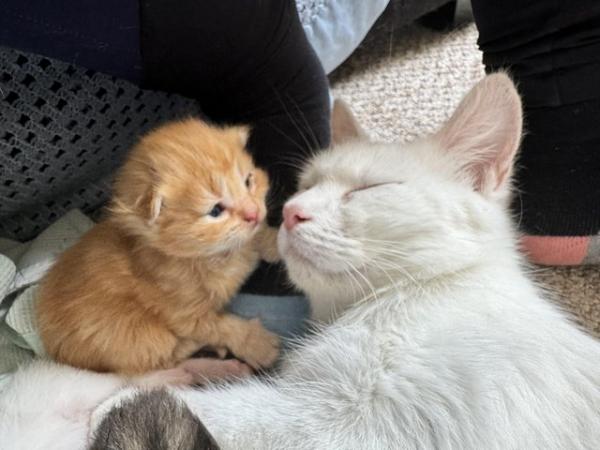 Image 5 of Kittens - White, Ginger and Tabby