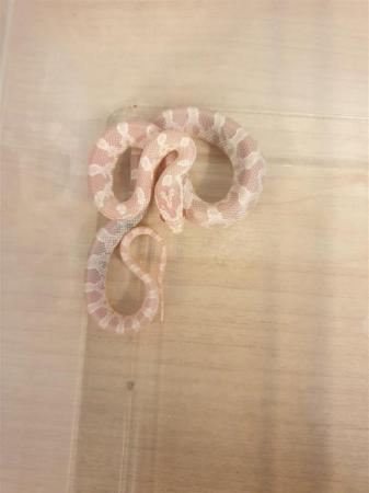 Image 8 of 2023 Baby Corn Snakes available now!