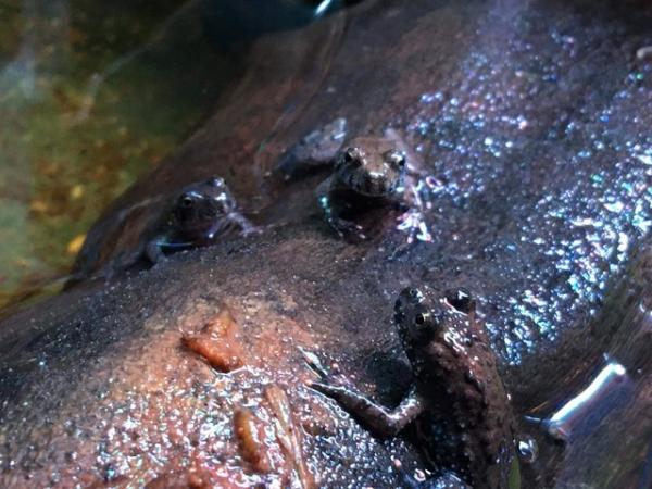 Image 3 of Cb24 Oriental Fire Bellied Toads Bombina orientalis