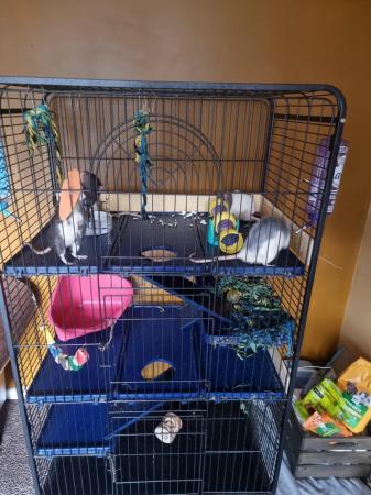 Image 1 of Large cage and 4 male rats