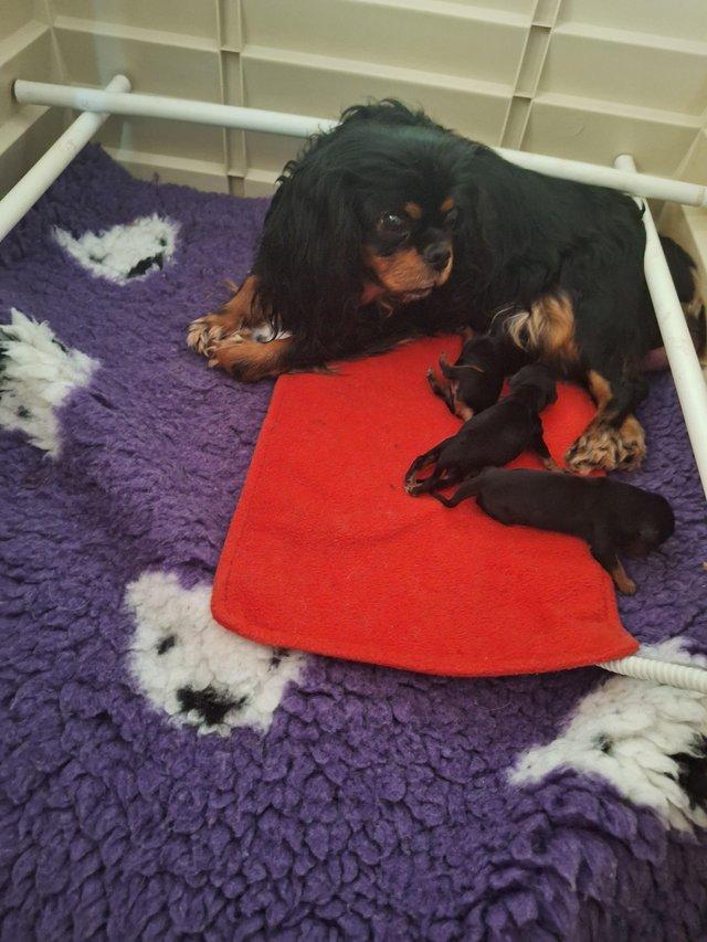 Preview of the first image of Fully Health Tested Litter of Cavalier Puppies.