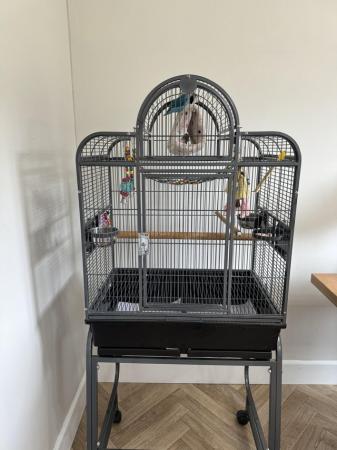 Image 4 of 2 love birds and cage for sale