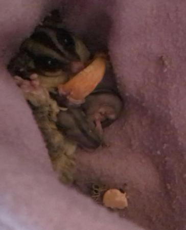 Image 3 of Breeding pair of sugar gliders with set up proof in the pics