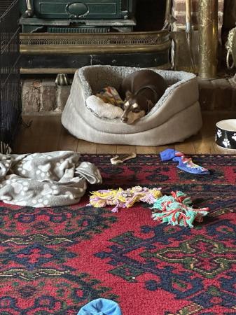 Image 16 of One year old miniature dachshund boy