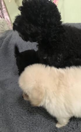 Image 12 of poodle x papillon puppies