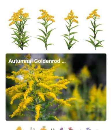 Image 2 of Goldenrod Hardy perennial plant £1