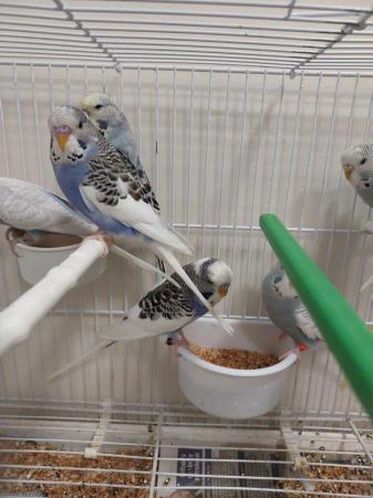 Image 2 of Gorgeous baby budgies for sale