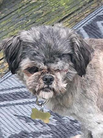 Image 11 of PIXIE IS A VERY SWEET STEADY 5YR OLD SHIH TZU GIRL