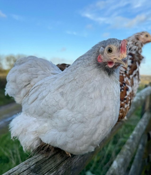 Preview of the first image of Lavender Pekin point of lay pullets.