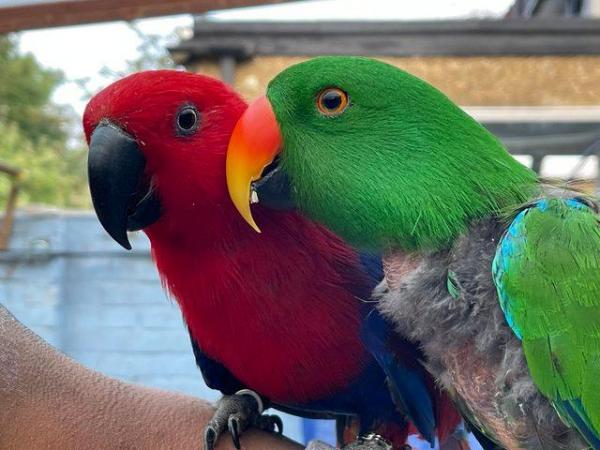 Image 9 of Bonded And Breeding Pair Of Eclecus Parrots