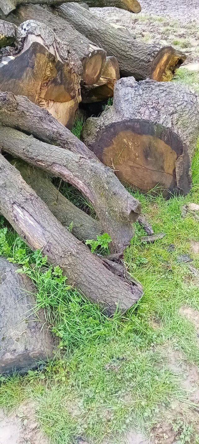 Preview of the first image of Logs from a felled Oak Tree Aug 2023.