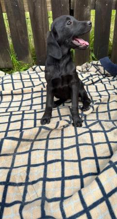 Image 8 of Labrador puppies pedigree boys and girls ready for new home