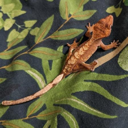 Image 4 of 4-5 month old crested geckos for sale