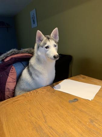Image 5 of 4year old Siberian husky for sale