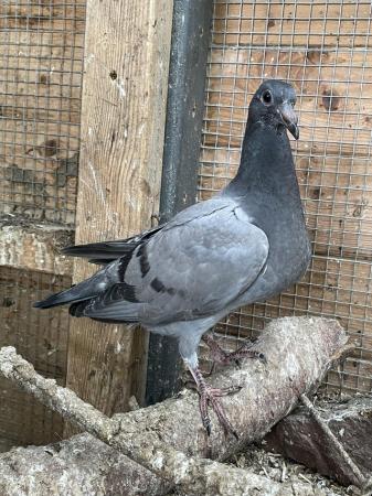 Image 7 of Mixed Pigeons for Sale x7