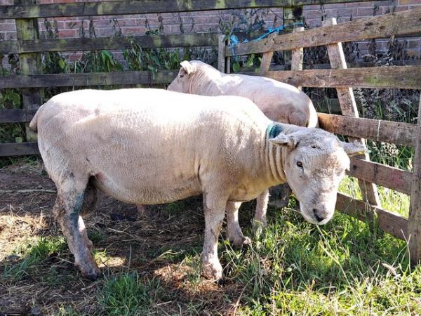 Image 8 of Pedigree Southdown Ram- March 2023 born