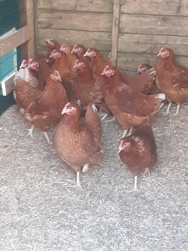 Preview of the first image of 17 WEEK OLD WARRENS CHICKENS P O L FULL VACCINATED.