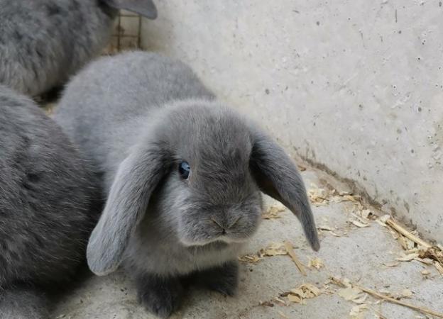 Image 1 of Baby mini lop rabbits 2 for £100