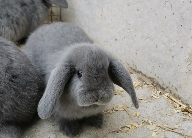 Preview of the first image of Baby mini lop rabbits 2 for £100.
